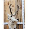 Image 2 : Pronghorn Antelope Antelope Pedestal Taxidermy Mount