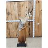 Image 3 : Pronghorn Antelope Antelope Pedestal Taxidermy Mount