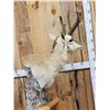 Image 4 : Pronghorn Antelope Antelope Pedestal Taxidermy Mount