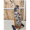 Image 7 : Pronghorn Antelope Antelope Pedestal Taxidermy Mount