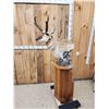 Image 8 : Pronghorn Antelope Antelope Pedestal Taxidermy Mount