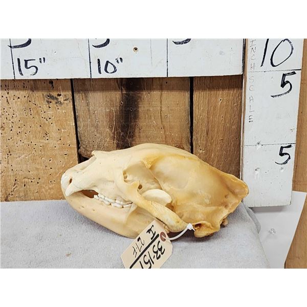 Black Bear Skull Taxidermy