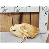Image 1 : Black Bear Skull Taxidermy