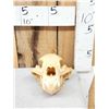 Image 2 : Black Bear Skull Taxidermy