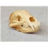 Image 3 : Black Bear Skull Taxidermy