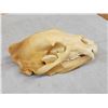 Image 4 : Black Bear Skull Taxidermy
