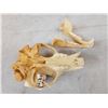 Image 5 : Black Bear Skull Taxidermy