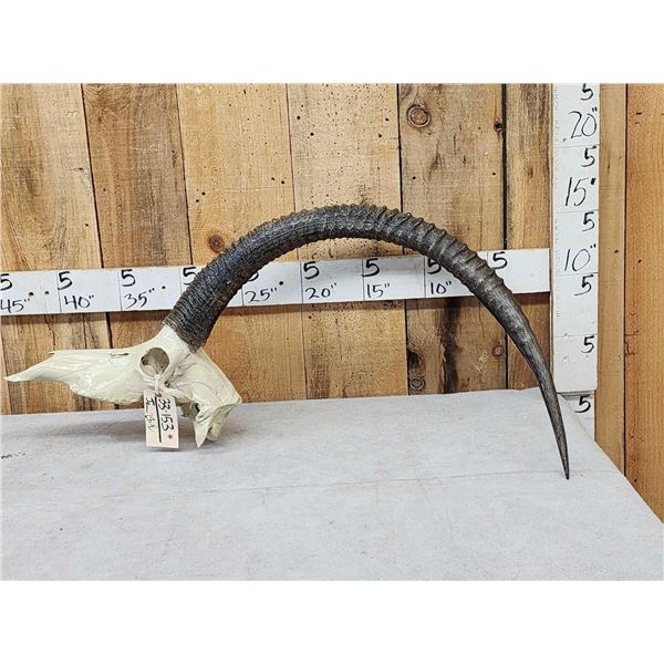 African Sable Antelope Skull Taxidermy