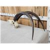 Image 2 : African Sable Antelope Skull Taxidermy