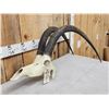 Image 3 : African Sable Antelope Skull Taxidermy