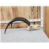 Image 5 : African Sable Antelope Skull Taxidermy