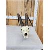 Image 6 : African Sable Antelope Skull Taxidermy