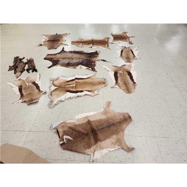 African Tanned Skins Lot