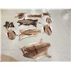 Image 1 : African Tanned Skins Lot