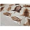Image 3 : African Tanned Skins Lot
