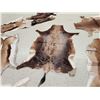 Image 4 : African Tanned Skins Lot