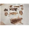 Image 5 : African Tanned Skins Lot