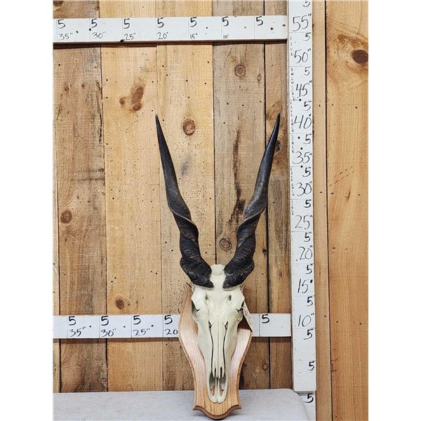 African Eland Skull On Plaque Taxidermy