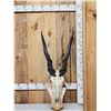 Image 1 : African Eland Skull On Plaque Taxidermy