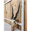 Image 2 : African Eland Skull On Plaque Taxidermy