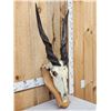 Image 3 : African Eland Skull On Plaque Taxidermy