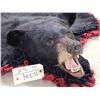 Image 9 : Black Bear Rug Taxidermy