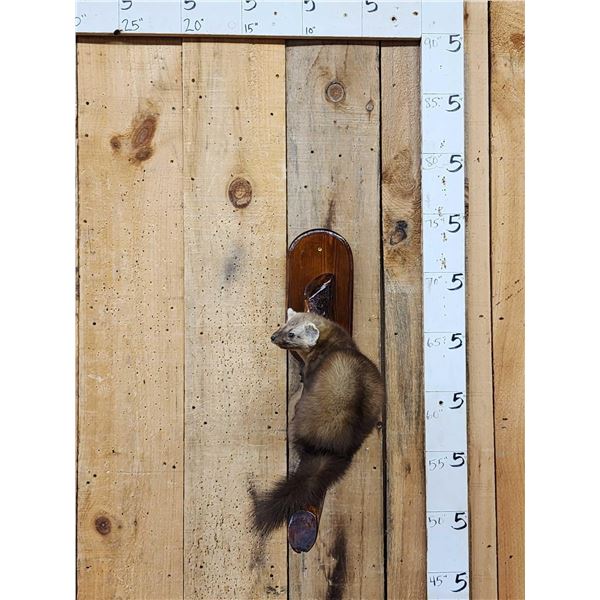 Pine Marten Full Body Taxidermy Mount
