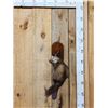 Image 1 : Pine Marten Full Body Taxidermy Mount