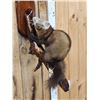 Image 2 : Pine Marten Full Body Taxidermy Mount