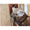 Image 3 : Pine Marten Full Body Taxidermy Mount