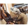 Image 4 : Pine Marten Full Body Taxidermy Mount