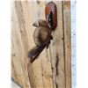 Image 5 : Pine Marten Full Body Taxidermy Mount