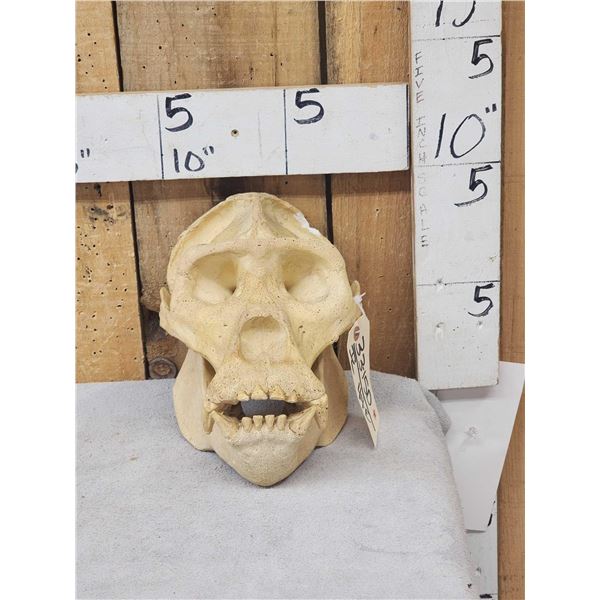 Reproduction Gorilla Skull Taxidermy