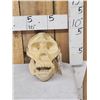 Image 1 : Reproduction Gorilla Skull Taxidermy