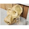 Image 2 : Reproduction Gorilla Skull Taxidermy