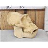 Image 5 : Reproduction Gorilla Skull Taxidermy