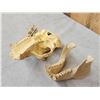 Image 6 : Reproduction Gorilla Skull Taxidermy