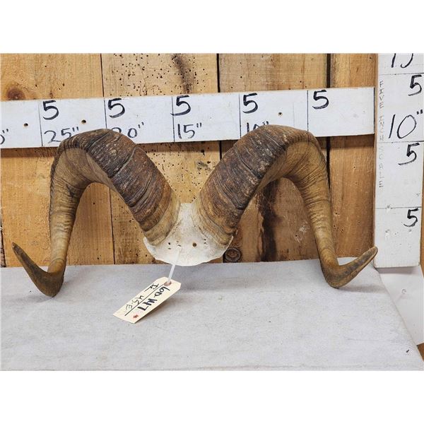 Alaskan Dall Sheep Horns On Skull Plate Taxidermy