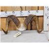 Image 1 : Alaskan Dall Sheep Horns On Skull Plate Taxidermy
