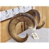 Image 3 : Alaskan Dall Sheep Horns On Skull Plate Taxidermy