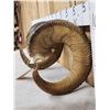 Image 4 : Alaskan Dall Sheep Horns On Skull Plate Taxidermy