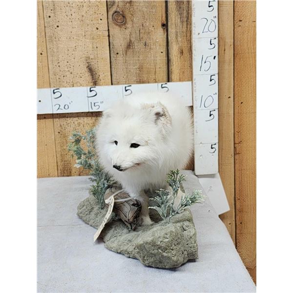 Alaskan Arctic Fox Full Body Taxidermy Mount