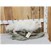 Image 2 : Alaskan Arctic Fox Full Body Taxidermy Mount