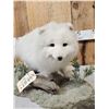 Image 3 : Alaskan Arctic Fox Full Body Taxidermy Mount