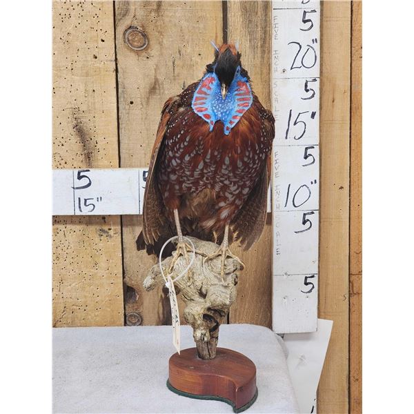 Strutting Temminck's Tragopan Pheasant Full Body Bird Taxidermy