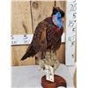 Image 2 : Strutting Temminck's Tragopan Pheasant Full Body Bird Taxidermy