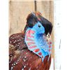 Image 3 : Strutting Temminck's Tragopan Pheasant Full Body Bird Taxidermy