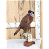 Image 4 : Strutting Temminck's Tragopan Pheasant Full Body Bird Taxidermy