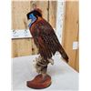 Image 6 : Strutting Temminck's Tragopan Pheasant Full Body Bird Taxidermy