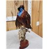 Image 7 : Strutting Temminck's Tragopan Pheasant Full Body Bird Taxidermy